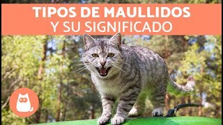 Maullidos de los gatos y su SIGNIFICADO [upl. by Jacinta]