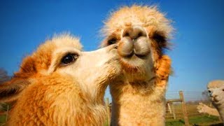 Cute Llamas 😍😂 Funny and Cute LlamasPart 1 [upl. by Huskamp275]