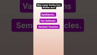 What Organ Develops From Wolffian Duct neetpg fmge [upl. by Tirza249]