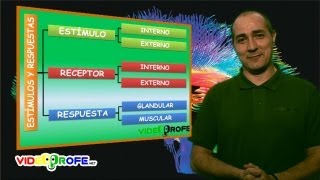 04 Estímulos y respuestas 6º Conocimiento del Medio Videoprofenet [upl. by Lethia]