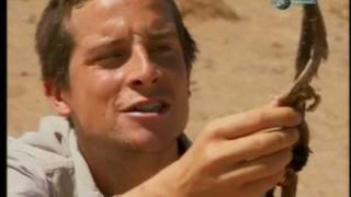 Bear Grylls eating vipersnake in Africa [upl. by Klotz]