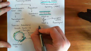 Introduction to Angiogenesis Part 1 [upl. by Schlosser]