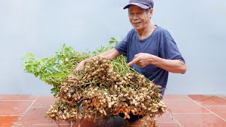 Brilliant Idea  How to Grow Peanuts at Home  Extremely Easy for Beginners [upl. by Liw]