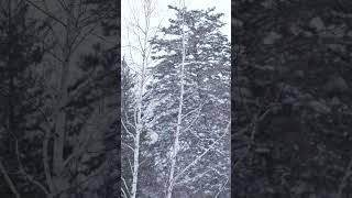 Snowfall  a7CII  Planar 50mm F14 ZA  Kamikochi Japanese Alps shorts nature [upl. by Valdes]