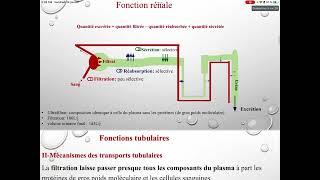 UE3 Physiologie Rénale بالعربية  3 Les Fonctions Tubulaires Par TAGZOUT MAISSENE [upl. by Rahas23]