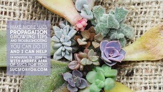 Succulent Propagation Growing Tips and Troubleshooting with Sucs for You [upl. by Kimon491]