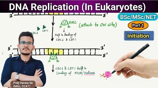 DNA Replication in Eukaryotes Part 1 Molecular biology  Pnkj Verma Sir [upl. by Eulalia]