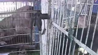 西藏獒犬和獅虎獸在互凶  Tibetan mastiff VS Liger [upl. by Nosnev]