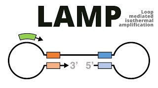 PCR optimization  PCR technique [upl. by Claudelle]