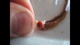 HandFeeding Bristleworms Hermodice sp [upl. by Weismann305]