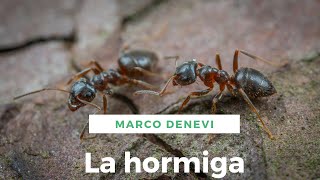 La hormiga de Marco Denevi [upl. by Ahseral562]