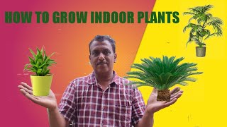 HOW TO GROW CYCAS IN BANGLA  HOW TO GROW CYCAS REVOLUTA FROM SEED INDOOR PLANTS [upl. by Aryek277]