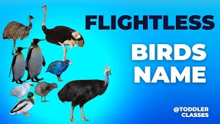 Learn Flightless Birds Name  Birds that cant fly  Kids educational videos  toddlerclasses [upl. by Trillbee]