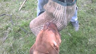 Dogue De Bordeaux working [upl. by Hagile]