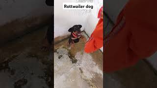 rottwailer dog🐕🐕pappydog rottweiler roti rotter rottweilerpuppytraining traning trainingvideo [upl. by Airahcaz]