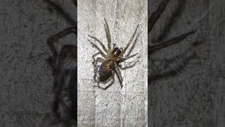 Lace Weaver Spider Combing It’s Web spiders arachnids nature [upl. by Mairb958]