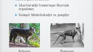 Konvergent och divergent evolution gammal [upl. by Gnaig]