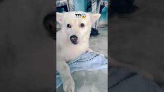 Tuffy dog 🐶🐾🦴 viralvideo dog doglover funny trandingshorts iphone doglove [upl. by Nioe163]