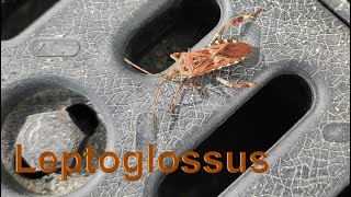 Western conifer seed bug Leptoglossus occidentalis [upl. by Ahswat]