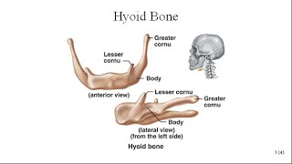 Hyoid Bone [upl. by Amsirhc]