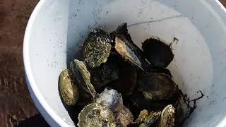 Oyster Hunting on Cape Cod [upl. by Evan]