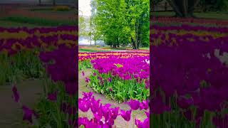 Morges Tulip Festival 2024 Switzerland  Beautiful Places [upl. by Neall]