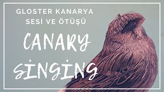 Kanarya Ötüşü ve Ötüm Eğitimi 2021  Kanarya Sesi Ötüş Eğitimi  Gloster Kanarya Huylandırma [upl. by Philcox]