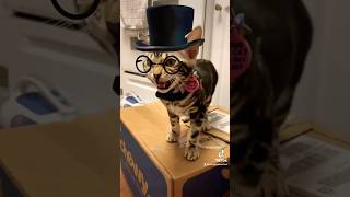 Gentlewoman Gwen cute bengalcat kitten [upl. by Camilia993]