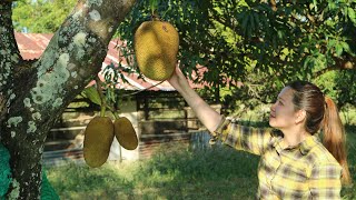 Yummy Cooking Curry Young Jack Fruit with Chicken  Curry Jack Fruit Recipe  Yummy Cooking Vlogs [upl. by Latrell]