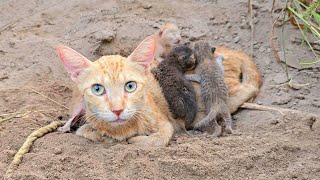 Kittens born in mud the Chained mother cat is not letting anyone approach them [upl. by Adieren]