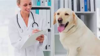 Veterinary Diagnosis and Treatment for Leptospirosis [upl. by Cacka]