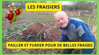 LES FRAISIERS  Comment faire pousser les FRAISIERS  PAILLER POUR LES GRANDS FROIDS [upl. by Ecinuahs]