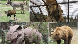 Parque Safari Chile  Zoológico de rancagua safari grandes felinos  herbívoros  jurásico [upl. by Heim684]