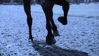 ▶ Longines presents Horse Racing 2014 [upl. by Naic906]