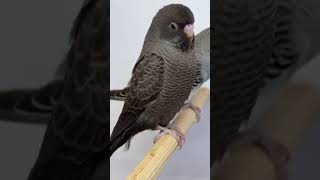 Complete Black Parakeet 🐦 youtubeshorts birds budgies viral parati aves fyp parakeet [upl. by Agnizn747]