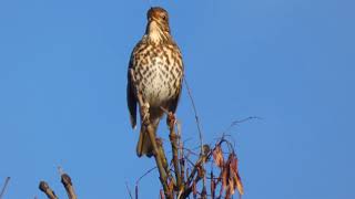 Song Thrush [upl. by Bein636]