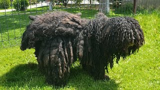 This DOG Is AGAIN NEGLECTED and MATTED [upl. by Cherish359]