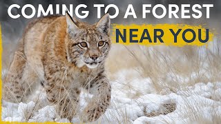 How the Lynx is silently spreading all over Europe [upl. by Gustie]