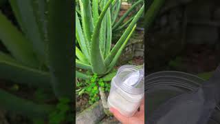 How to care for a growing aloe vera plant aloevera shorts [upl. by Dragone912]