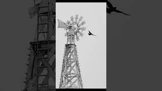 Raven Spins Iconic Spenard Windmill in Anchorage Alaska [upl. by Aitnauq4]