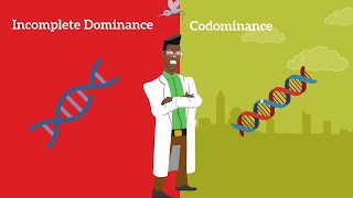 Genetics Basics Difference between Codominance and Incomplete Dominance [upl. by Sheilah]