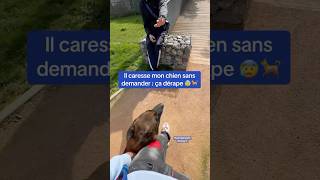 Red toujours en alerte 😍 malinois redog chien [upl. by Ollehto]