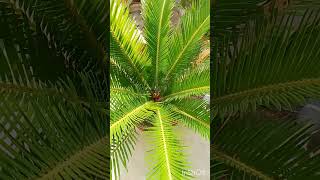 Cycas plant ☘️ [upl. by Malha]