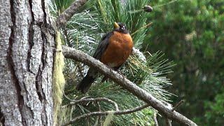 American Robin sings on Monterey Pine [upl. by Anwahsat]