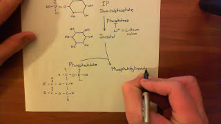 The Phosphoinositide Pathway Part 4 [upl. by Douville]