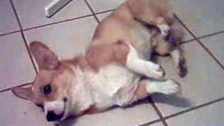 Welsh Corgi Poor Kirby Having Seizures 2 [upl. by Rosenwald]