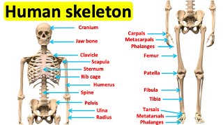 The skeletal system 🦴  Bones of the human body [upl. by Aliam]