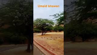 Umaid bhawan travel tourism jodhpurtheblueheaven umaidexplore rajasthan [upl. by Kellda901]