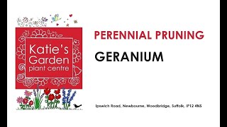 How to look after Geraniums a pruning guide [upl. by Nilek]