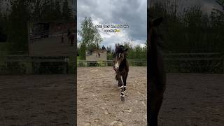 Er ist einfach so süß lusitano training hengst buckskin [upl. by Crow]